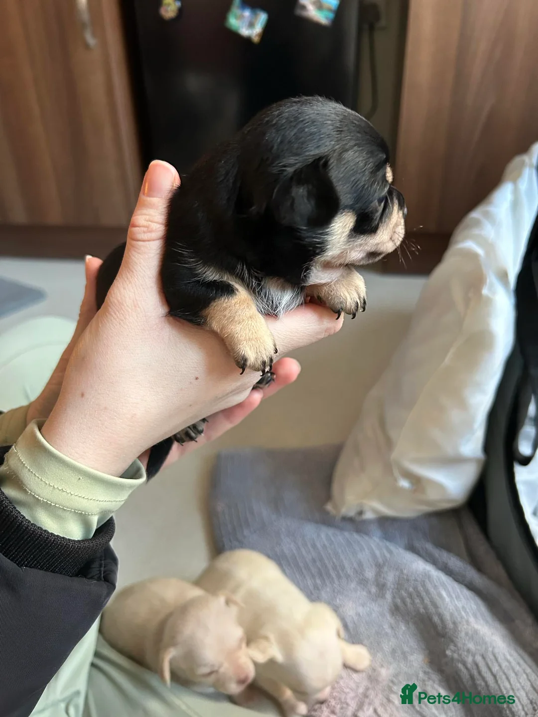 Chihuahua dogs for sale: Chihuahua puppies for sale  - Advert 3