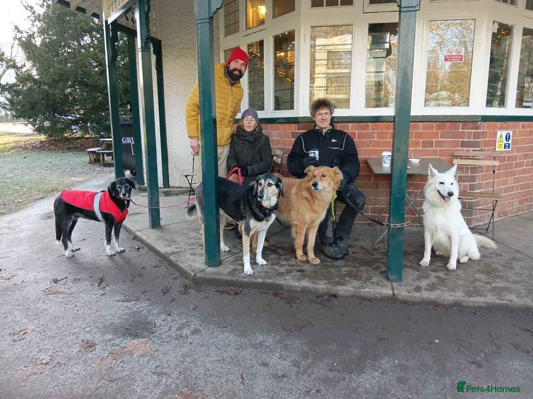 Mixed Breed dogs for sale: Foxy. A very fluffy friend. - Advert 2