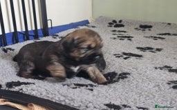 Border Terrier dogs for sale: Border terrier pups - Image 5