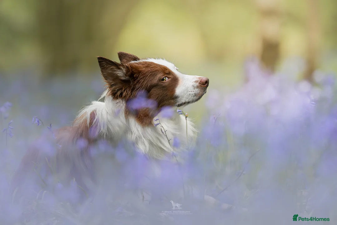 Border Collie dogs for stud: KC/ISDS DUEL REGISTERED HEALTH TESTED FOR STUD in Boston - Advert 4