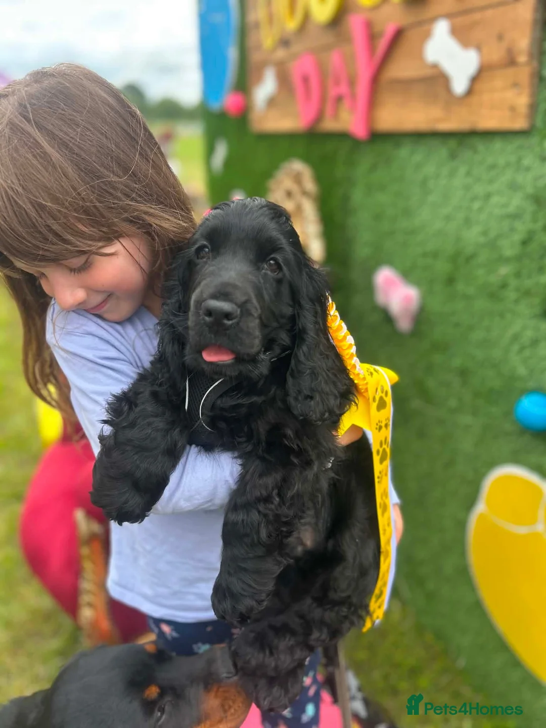 Cocker Spaniel dogs for sale: Beautiful Show Cocker Spaniel Puppy - Advert 2