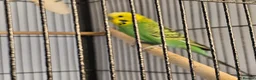 Budgerigars birds for sale: Green budgie for Sale - Folkestone £115 ONO.  in Folkestone - Advert 2
