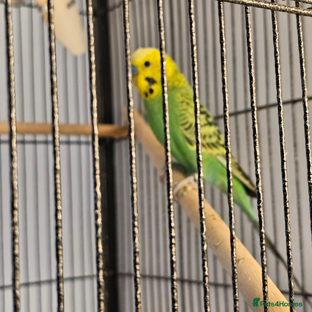 Budgerigars birds for sale: Green budgie for Sale - Folkestone £115 ONO.  in Folkestone - Advert 2