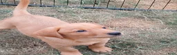 Labrador Retriever dogs for sale: Labrador Puppies Fox Red - Advert 11