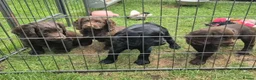 Cocker Spaniel dogs for sale: Cocker spaniel pups for sale in Lanark - Advert 1