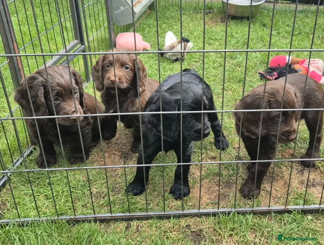 Cocker Spaniel dogs for sale: Cocker spaniel pups for sale in Lanark - Advert 1