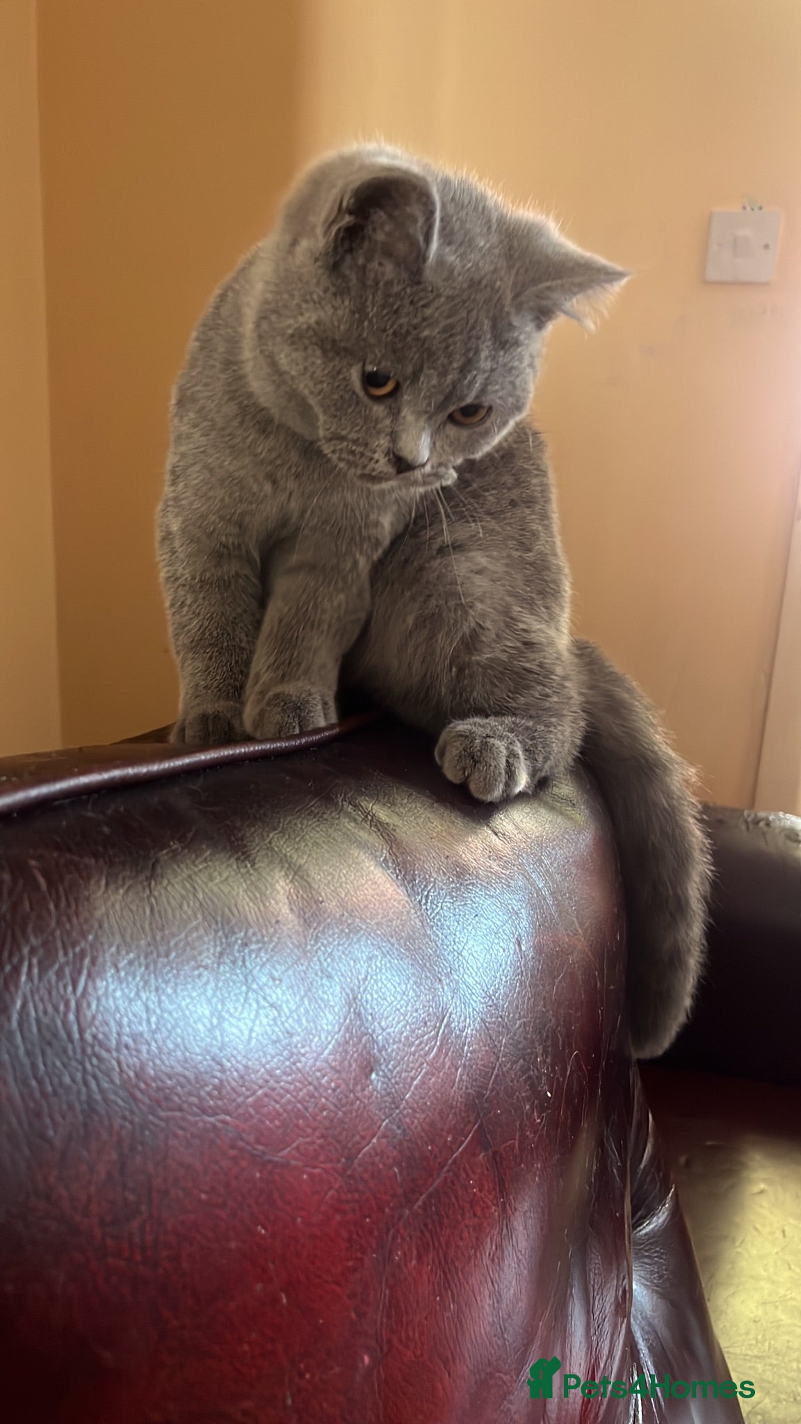 British Shorthair cats 2 last GCCF lovely little kittens looking for home - Advert 1