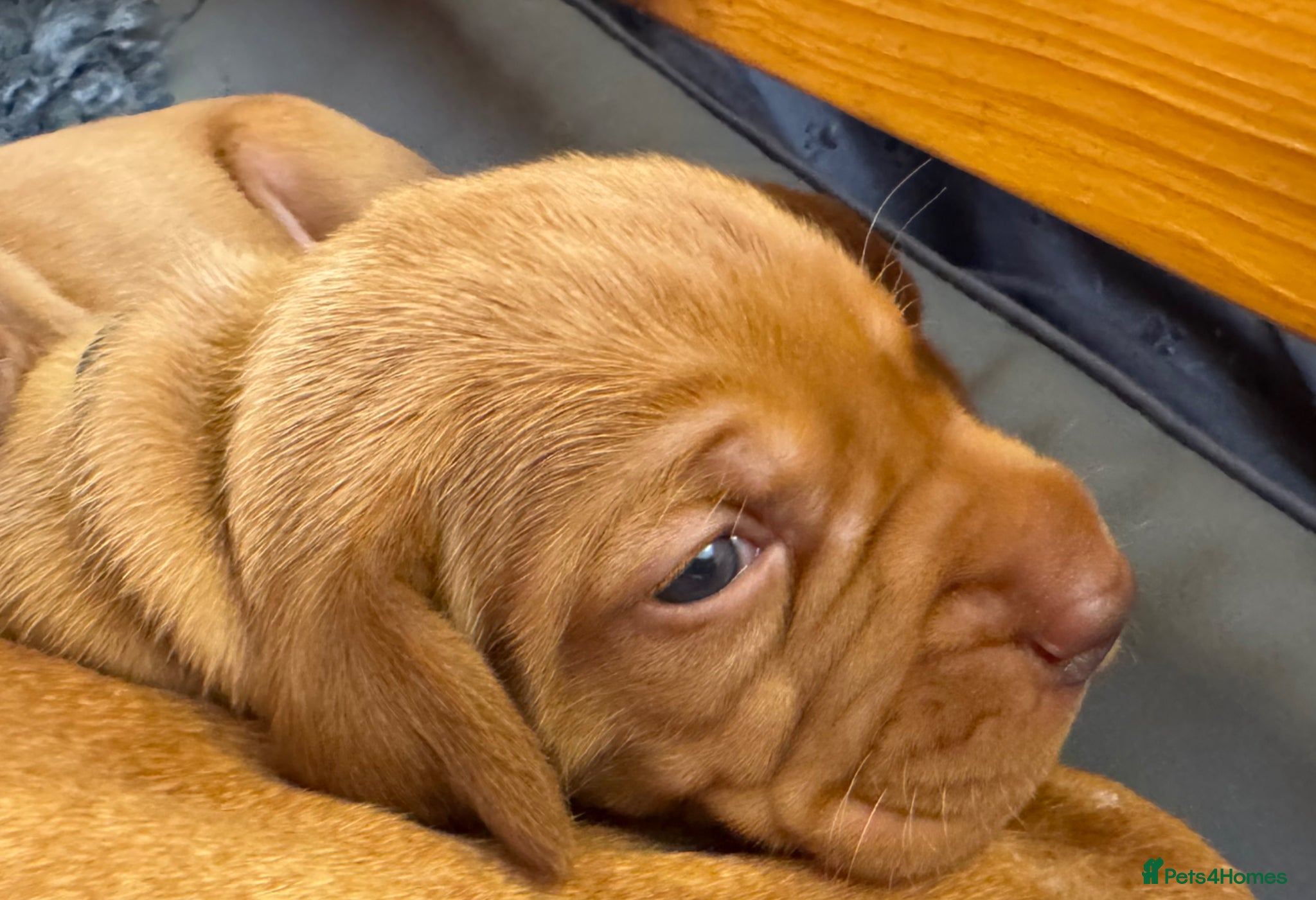 Hungarian Vizsla dogs Litter of stunning Vizslas - Advert 16