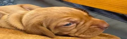 Hungarian Vizsla dogs for sale: Litter of stunning Vizslas - Advert 4