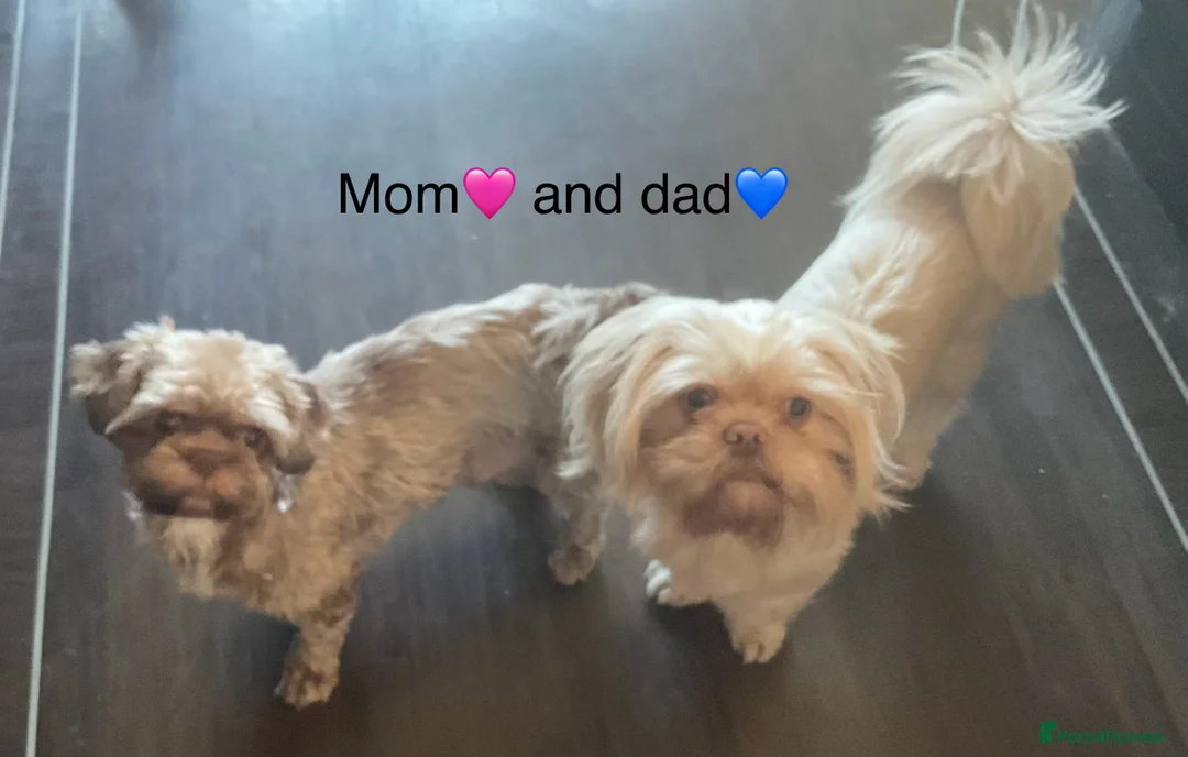 Shih Tzu dogs for sale: Beautiful Shih Tzu pups for sale 💖 - Advert 12