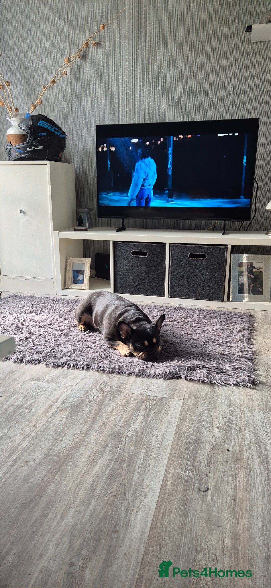 French Bulldog dogs Little Roxy - Advert 1