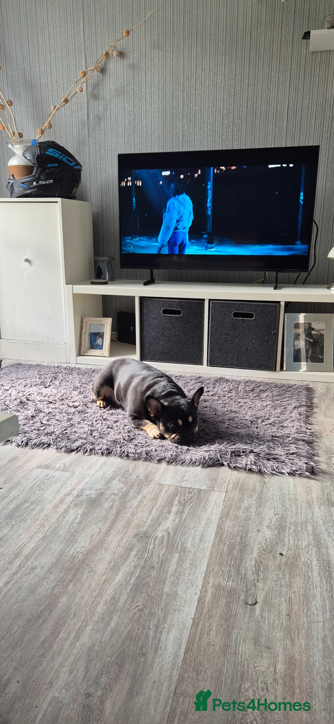 French Bulldog dogs for sale: Little Roxy in Dukinfield - Advert 1