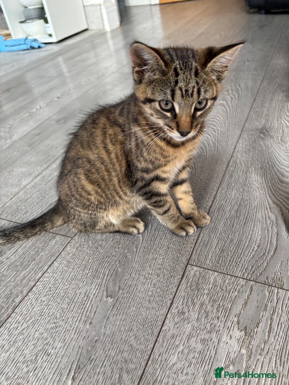Mixed Breed cats Little Tiger🐯  - Advert 2