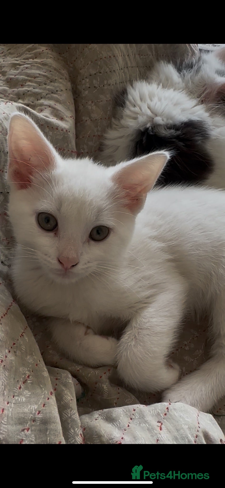 Ragdoll cats Beautiful mixed kittens for sale! - Advert 1