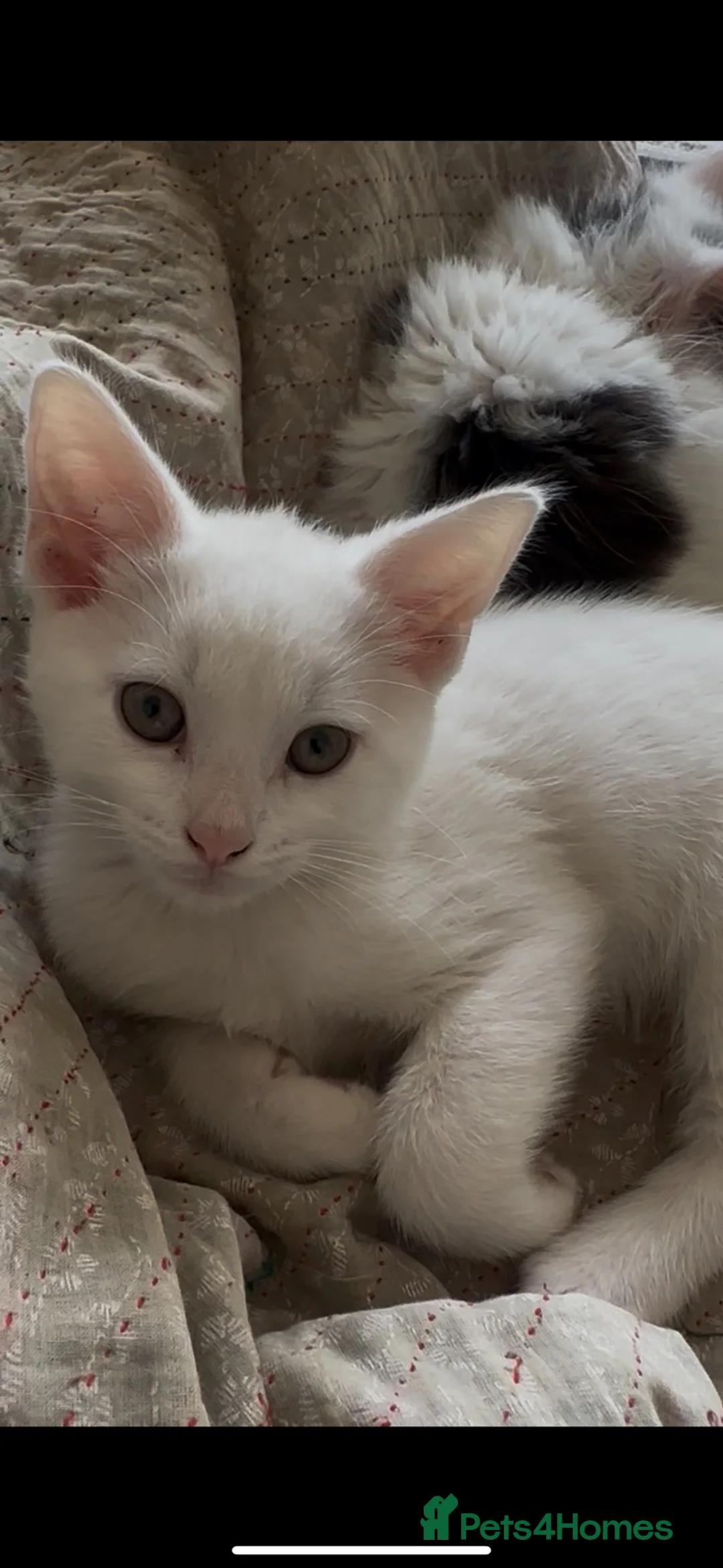 Ragdoll cats for sale: Beautiful mixed kittens for sale! - Advert 1