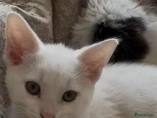 Ragdoll cats Beautiful mixed kittens for sale! - Advert 2