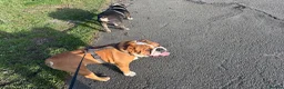English Bulldog dogs for stud: Stud Dog  - Advert 5