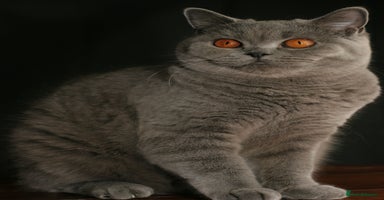 British Shorthair cats - Advert 3