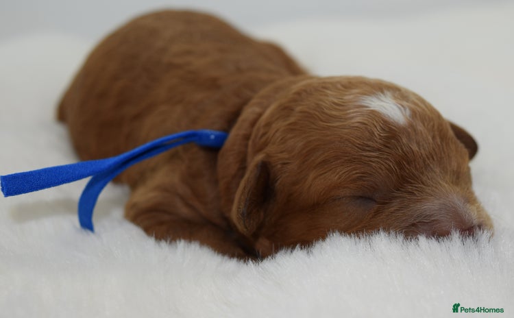 Cavapoo dogs - Advert 1
