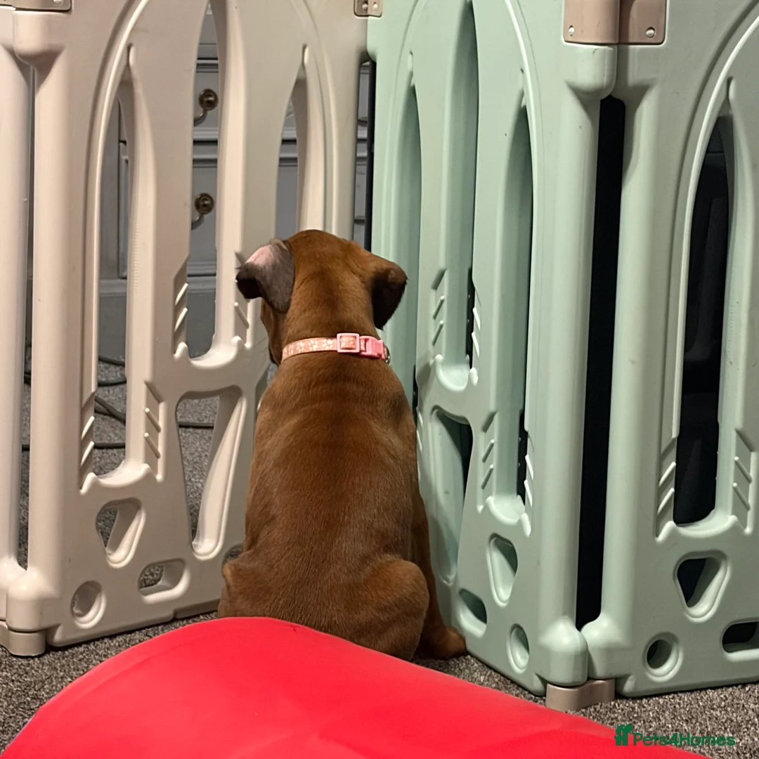 Boxer dogs for sale: Beautiful Boxer Puppies - Advert 22