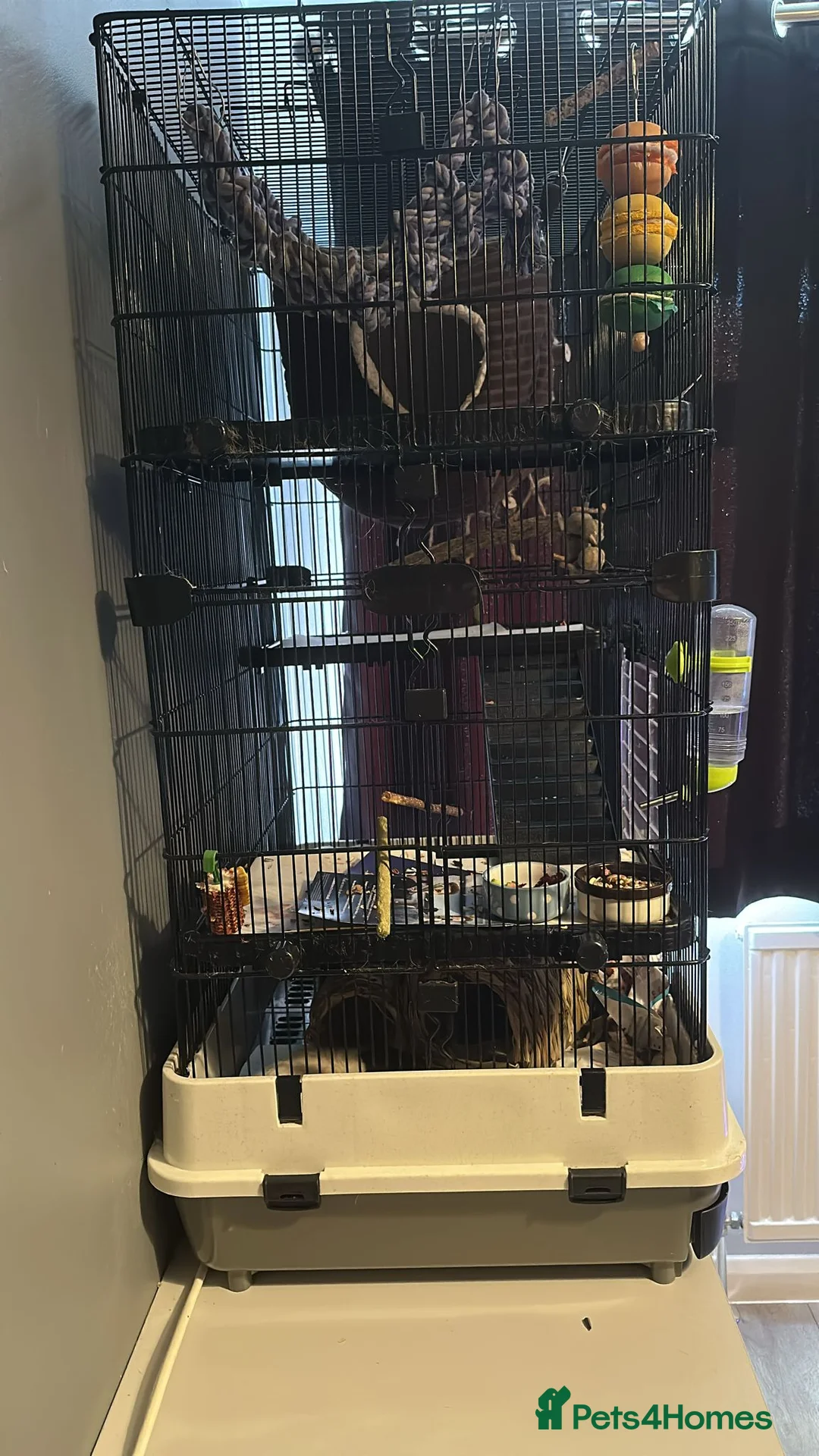 Rat rodents for sale: 2 Male Rats (1 Rex, 1 Hooded) in Christchurch - Advert 5