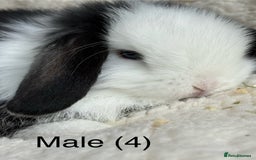 Dwarf Lop rabbits for sale: Pure bred dwarf lops  - Image 1