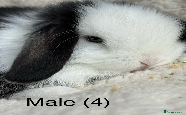 Dwarf Lop rabbits - Advert 1