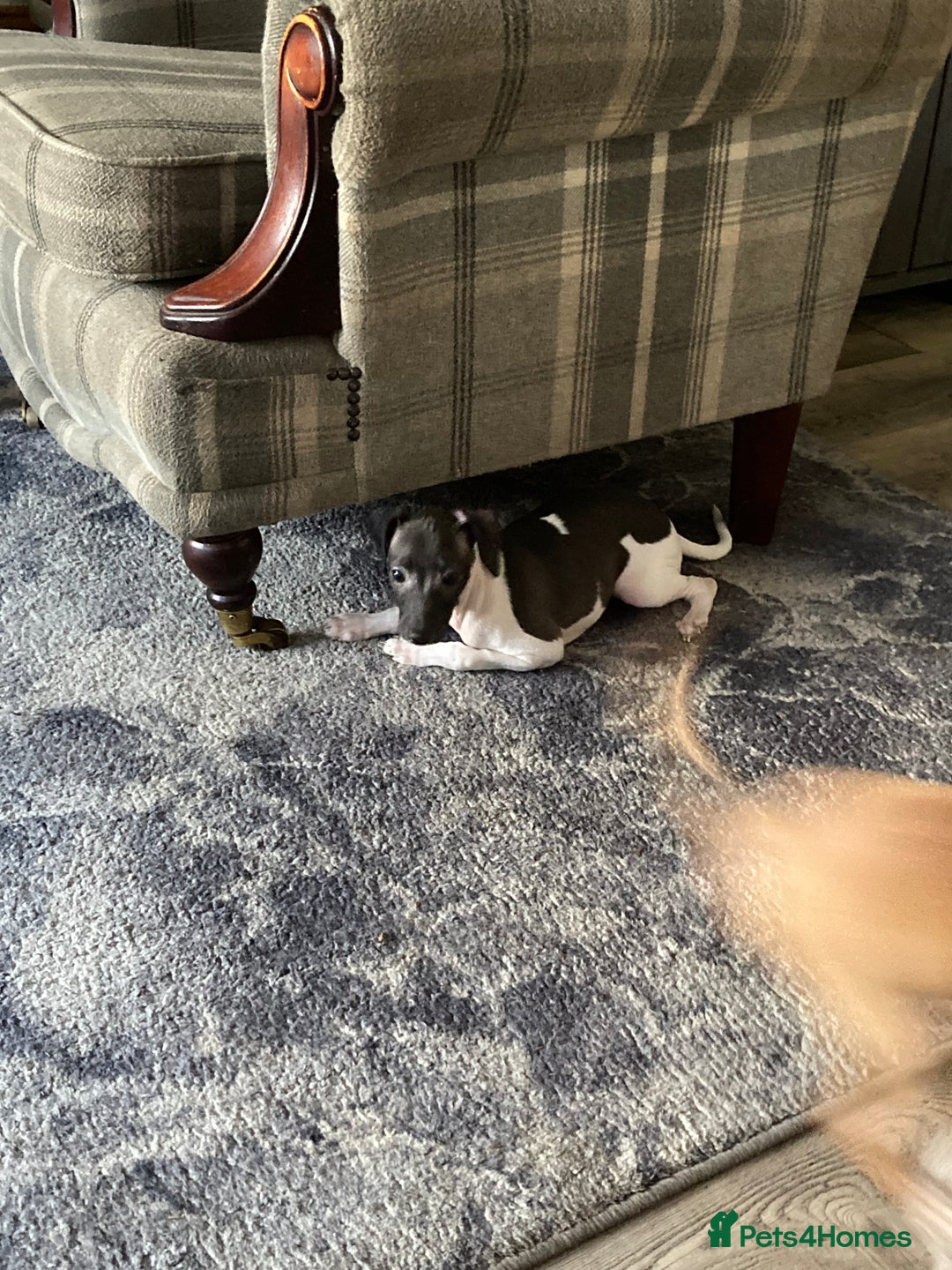 Italian Greyhound dogs for sale: Kc reg Italian Greyhound puppies  - Advert 6