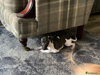 Italian Greyhound dogs - Advert 1