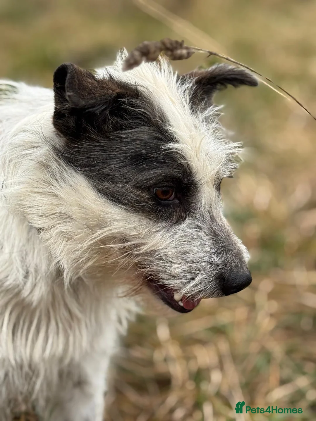 Mixed Breed dogs for adoption: 🐾MIRA🐾, a beautiful young girl for a Loving Home - Advert 16