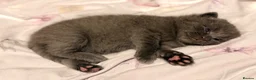 Mixed Breed cats for sale: Stunning Kittens for loving new homes - Advert 11