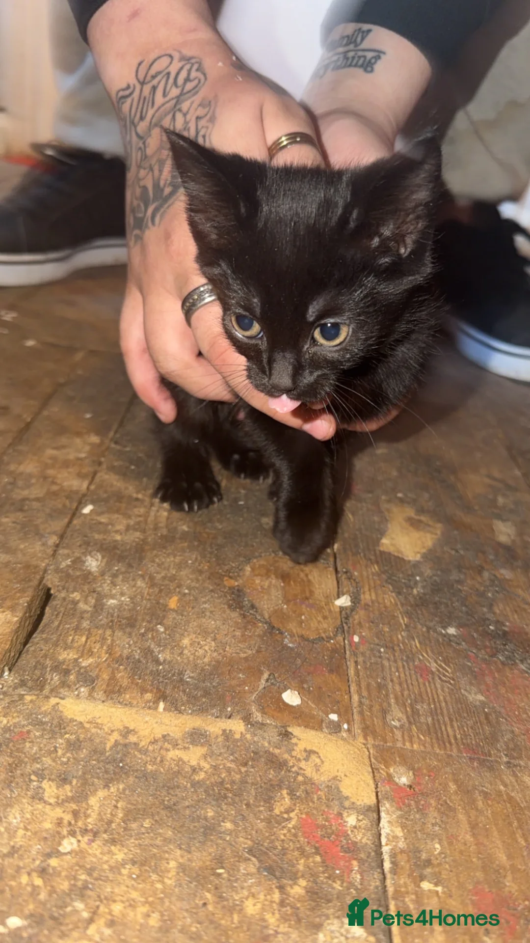 Mixed Breed cats for sale: 3 beautiful Kitten   in Lutterworth - Advert 7