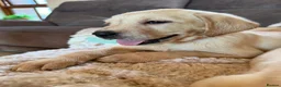 Labrador Retriever dogs for sale: ❤️💫 Superb, chunky, Golden Labrador puppies 💫❤️ in Stourbridge - Advert 33