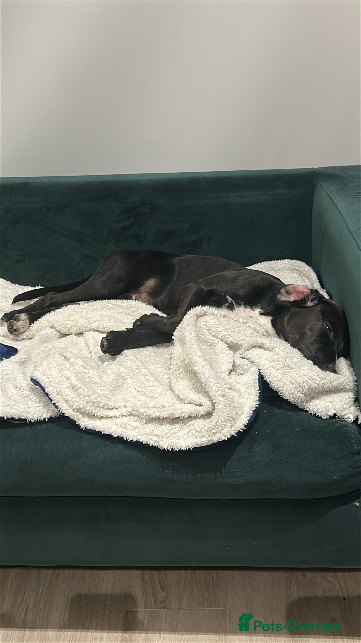 ️🐶 walter — Mixed Breed