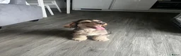 Cocker Spaniel dogs for stud: Handsome Mr Leo looking for his adorable Lily in Maidenhead - Advert 2