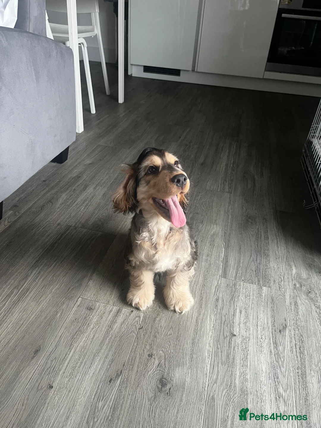 Cocker Spaniel dogs for stud: Handsome Mr Leo looking for his adorable Lily in Maidenhead - Advert 2