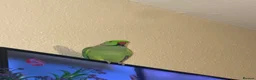 Ringnecks birds for sale: Male Indian ring neck parrot  - Advert 2