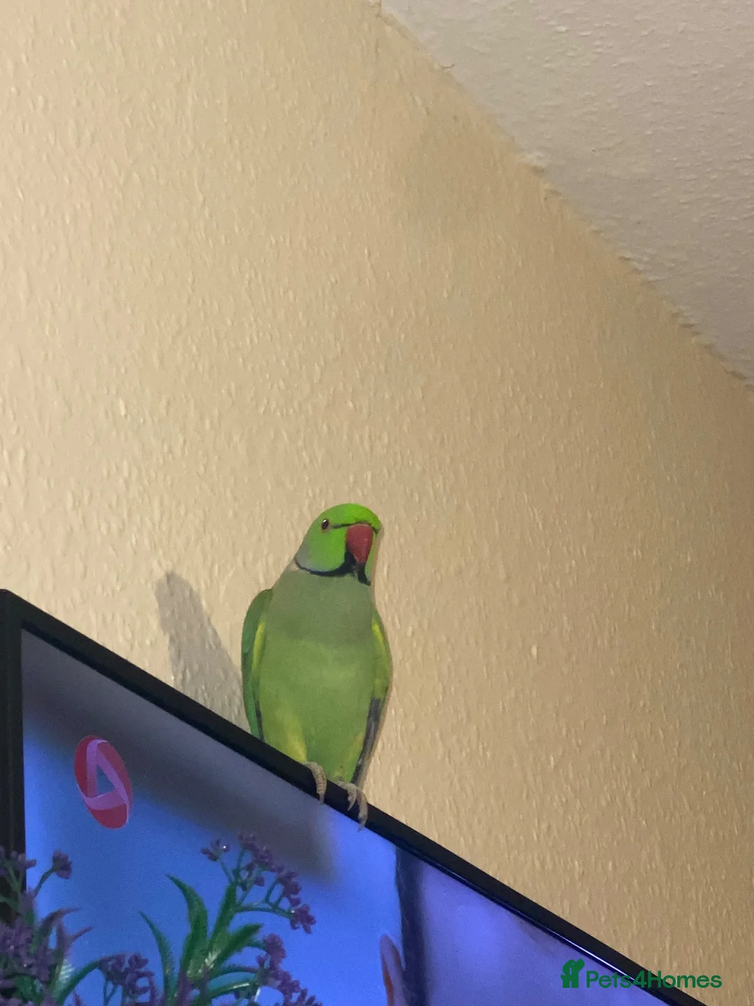 Ringnecks birds for sale: Male Indian ring neck parrot  - Advert 2