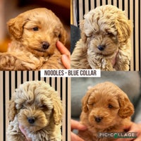 Cockapoo dogs - Advert 9