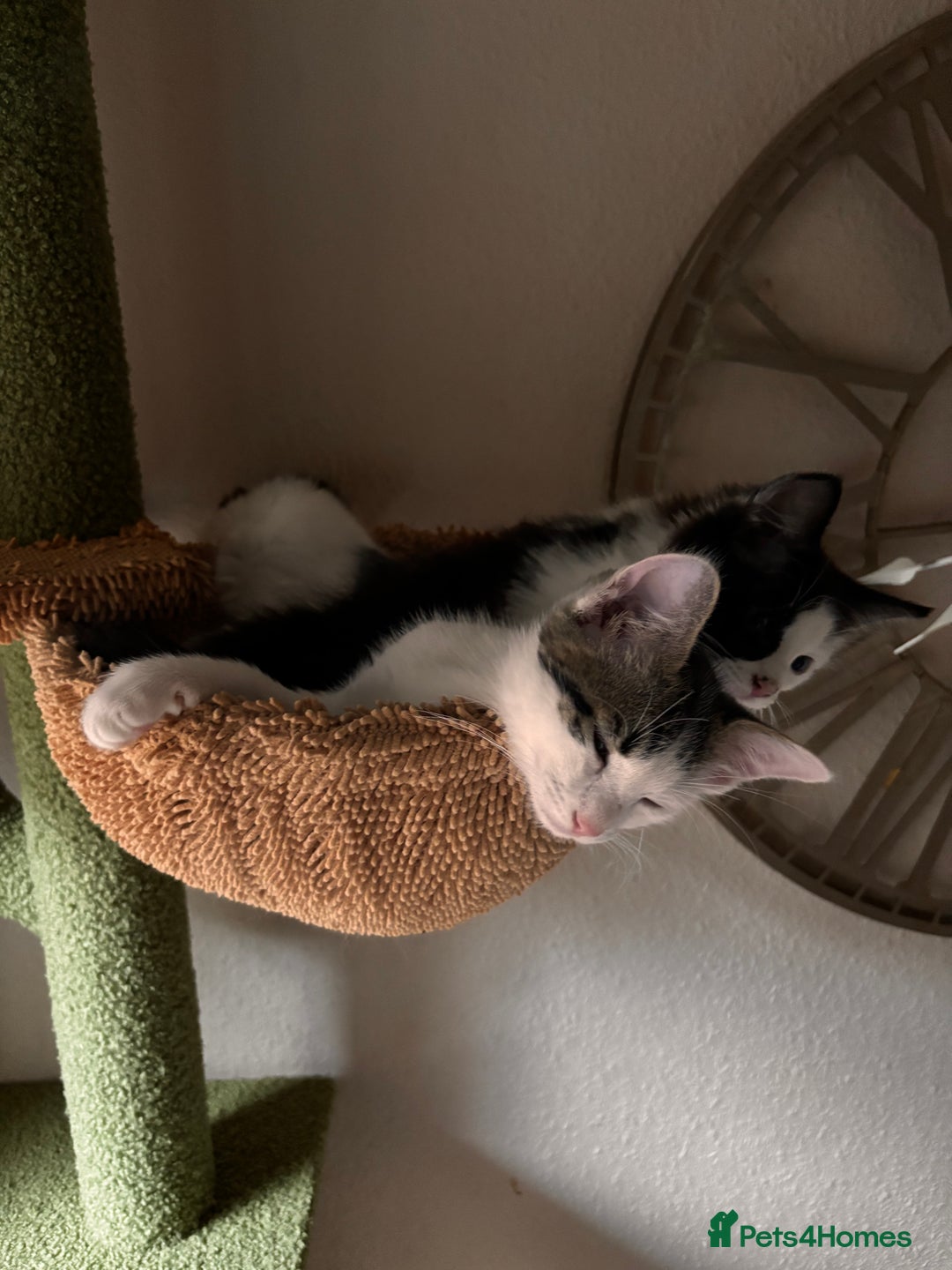 Mixed Breed cats for sale: Bengal ** avannah cross kittens - Advert 3