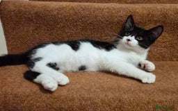 Mixed Breed cats for sale: Five Charming Kittens - Image 13