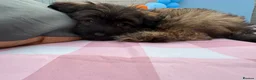 Mixed Breed dogs for sale: Cocoa  - Advert 6