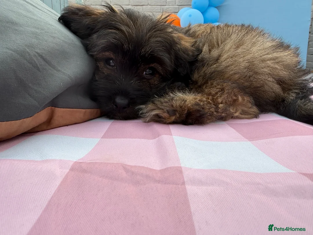 Mixed Breed dogs for sale: Cocoa  - Advert 6