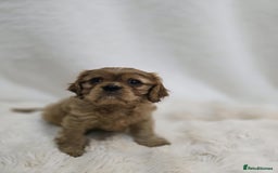 Cavalier King Charles Spaniel dogs for sale: TWO CAVALIER KING CHARLES BOYS AVAILABLE NOW - Image 4