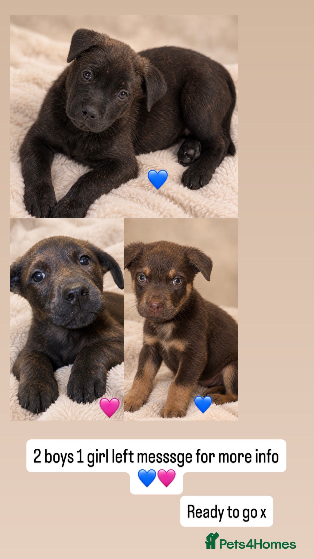 Mixed Breed dogs Rottweiler X Belgium Mali Puppies - Advert 1