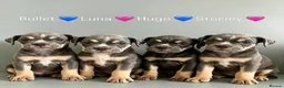 Olde English Bulldogge dogs for sale: Olde English Bullldogs  - Advert 2