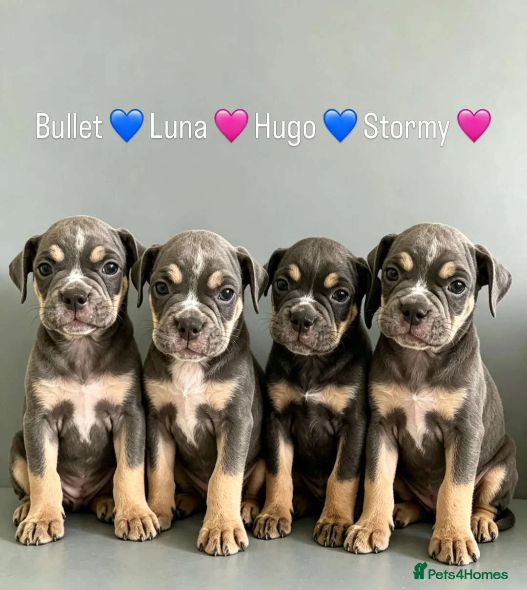 Olde English Bulldogge dogs for sale: Olde English Bullldogs  - Advert 2