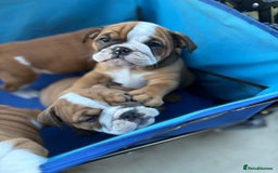 English Bulldog dogs for sale: Gorgeous Purebred English Bulldog Puppies - Image 17