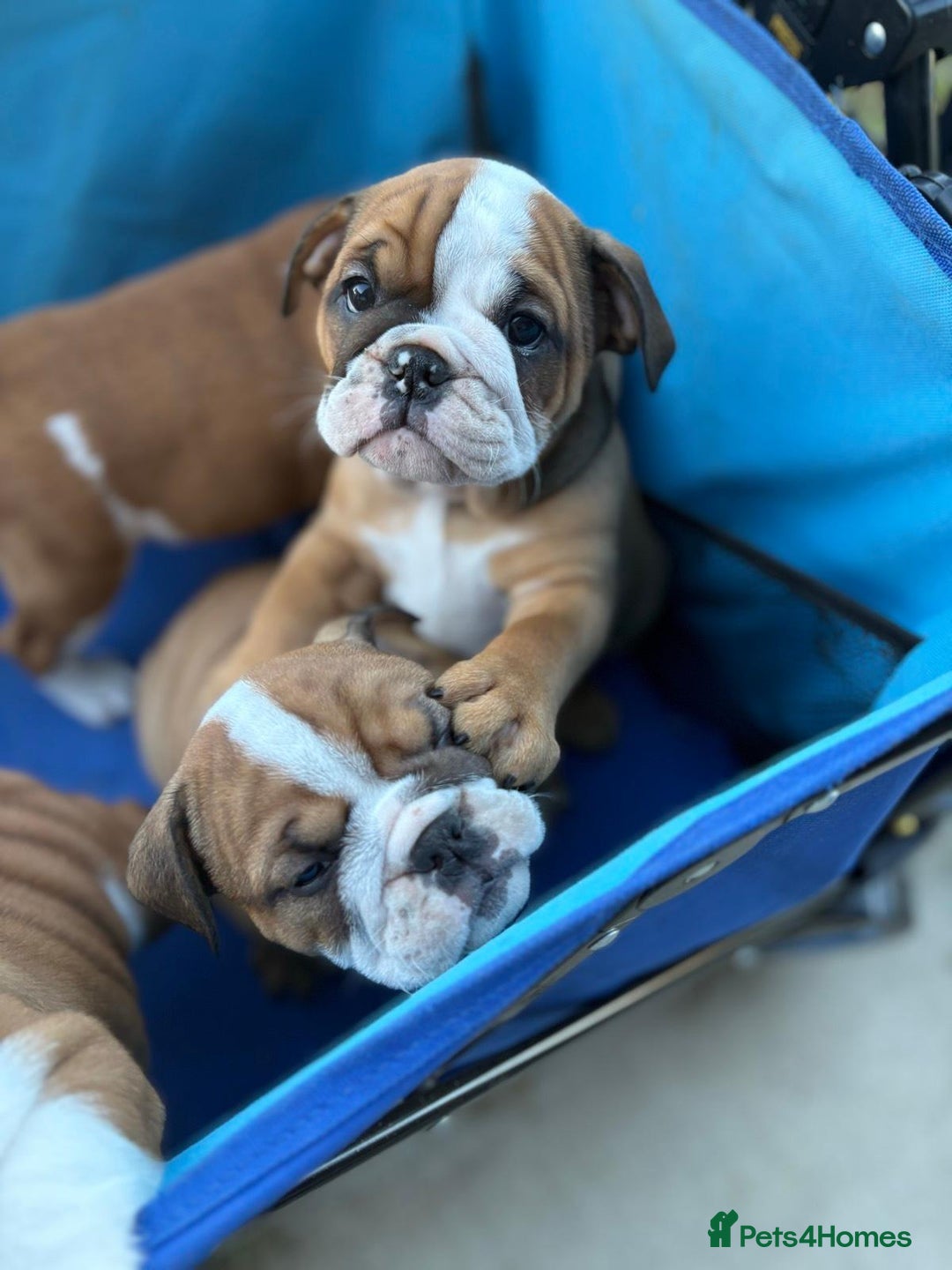 English Bulldog dogs for sale: Gorgeous Purebred English Bulldog Puppies - Image 17