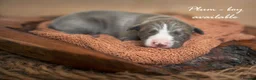 Whippet dogs for sale: KC Reg Whippet Pups-Heart Tested Clear Parents in Caernarfon - Advert 9